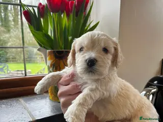 Mixed Breed dogs UNIQUE STUNNING HEALTH TESTED COCKACHON PUPPIES - Advert 3