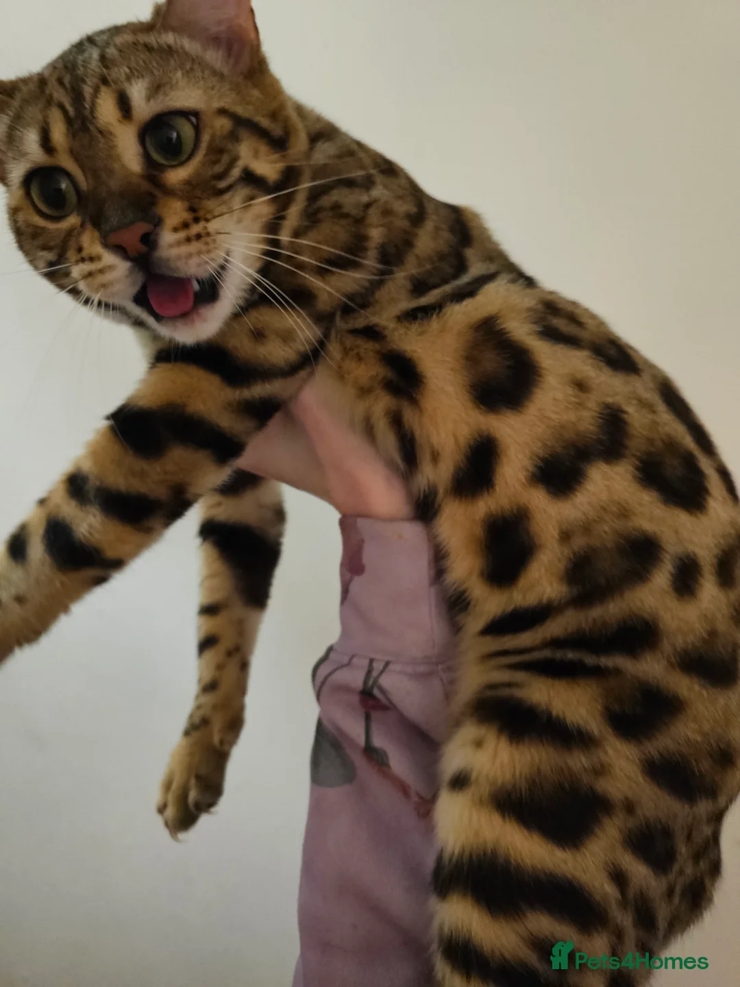 Bengal cats for sale: Loving Bengal awaiting furever lap - Advert 1