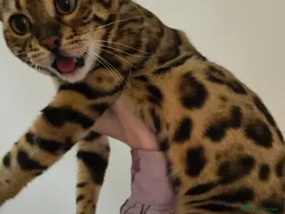 Bengal cats Loving Bengal awaiting furever lap - Advert 16