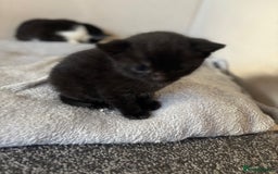 Mixed Breed cats for sale: 3 kittens  - Image 6