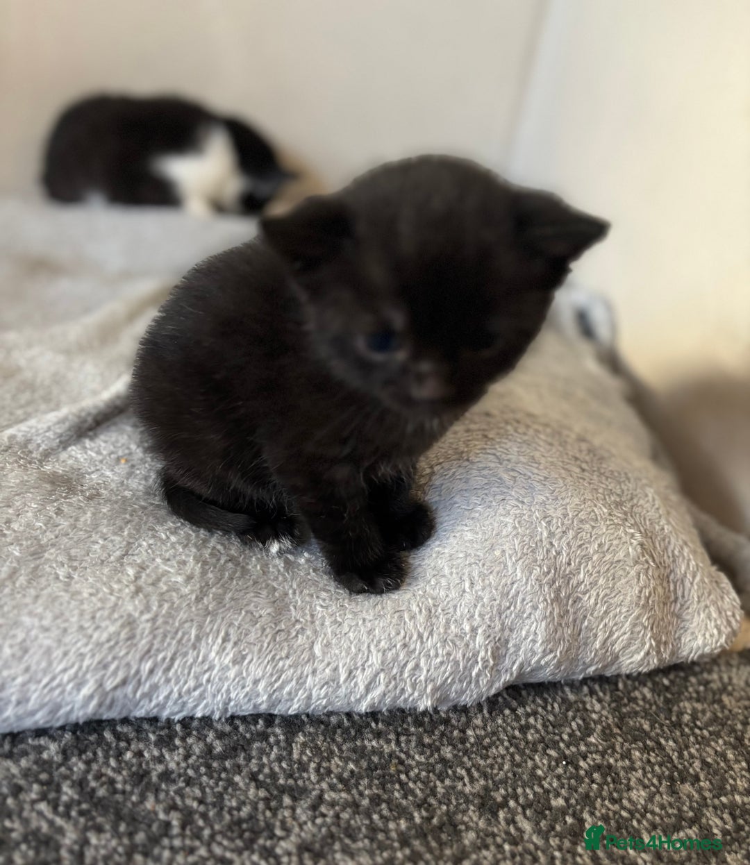 Mixed Breed cats for sale: 3 kittens  - Image 6