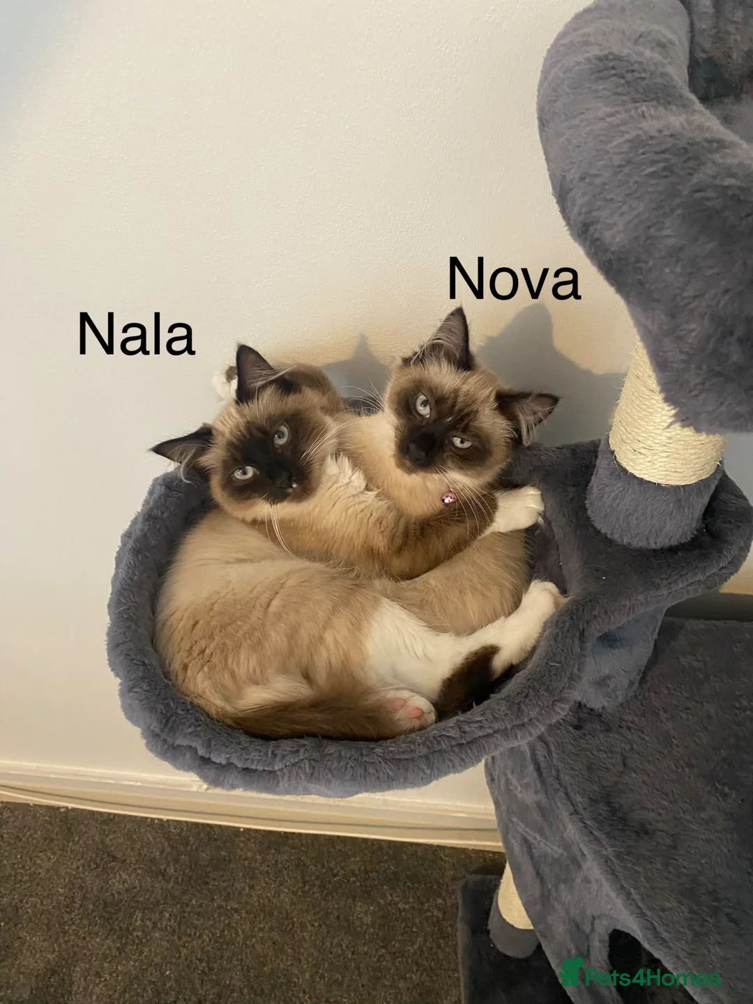 Mixed Breed cats for sale: 2 gorgeous sister, ragdoll mix - Advert 1