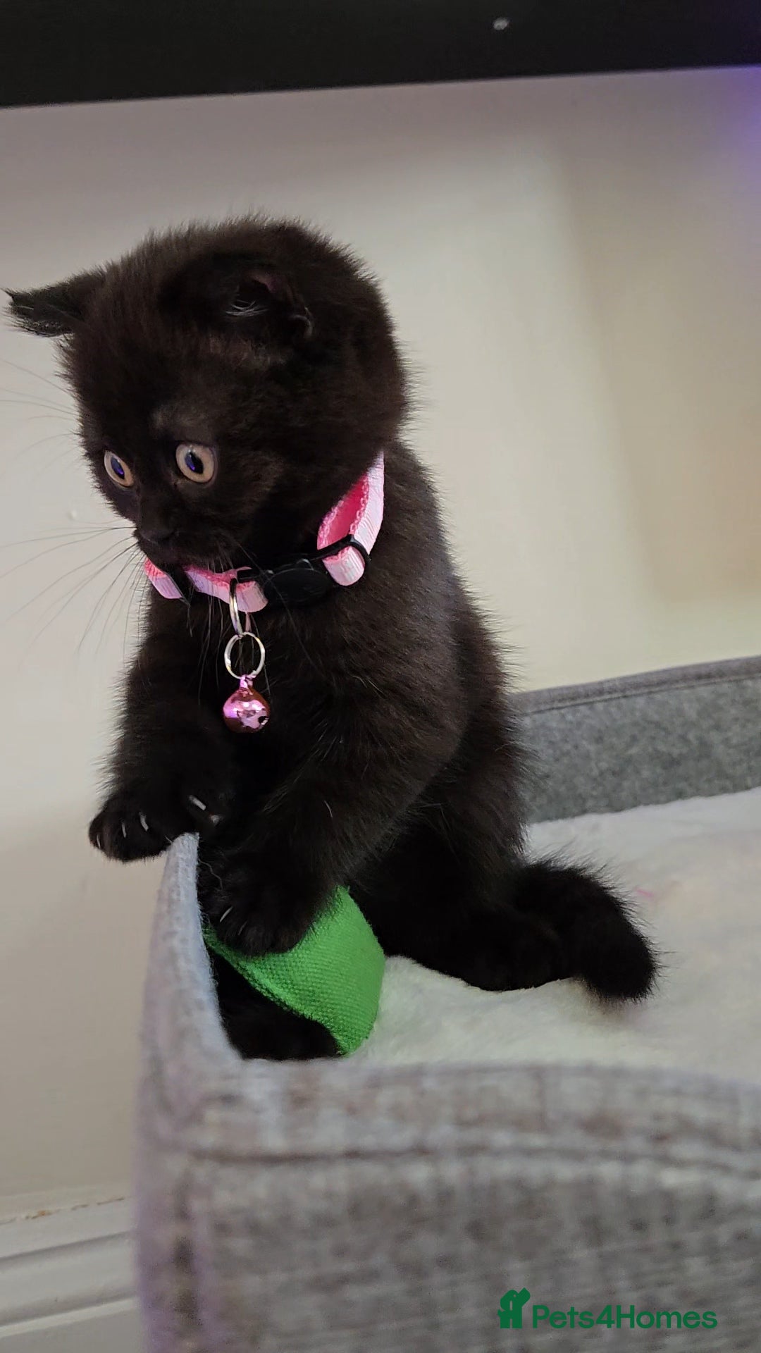 Scottish Fold cats Scottish Fold kittens for sale - Advert 18