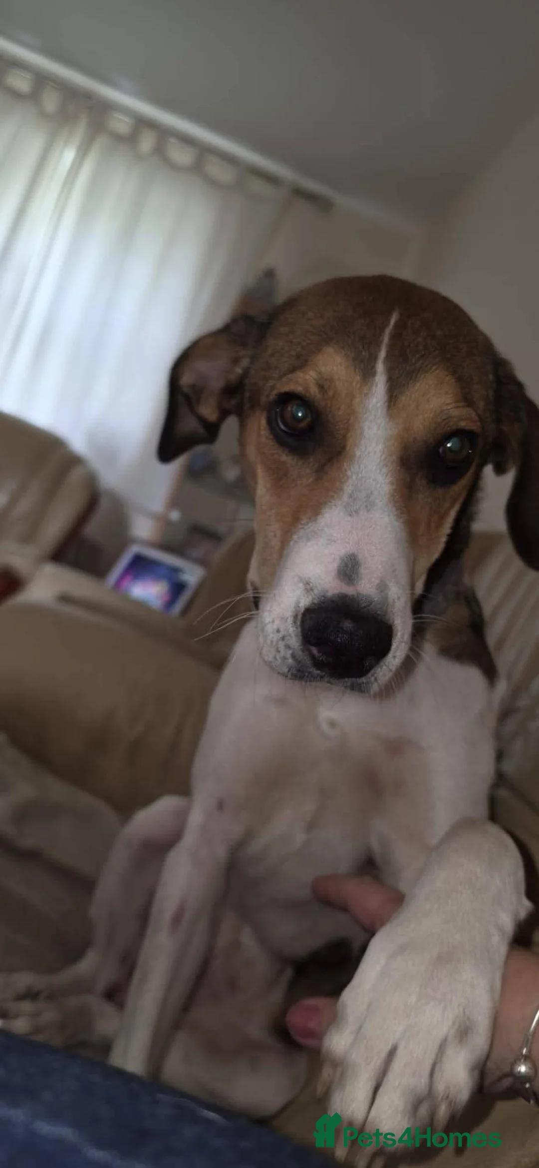 Mixed Breed dogs for adoption: Meet Hinte, currently residing in Suffolk  in Bury Saint Edmunds - Advert 2
