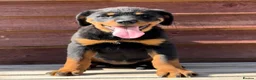 Rottweiler dogs for sale: Rottweiler pups £1250 - Advert 22
