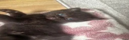 British Shorthair cats for sale: Adorable Kittens Looking for loving new homes - Advert 14