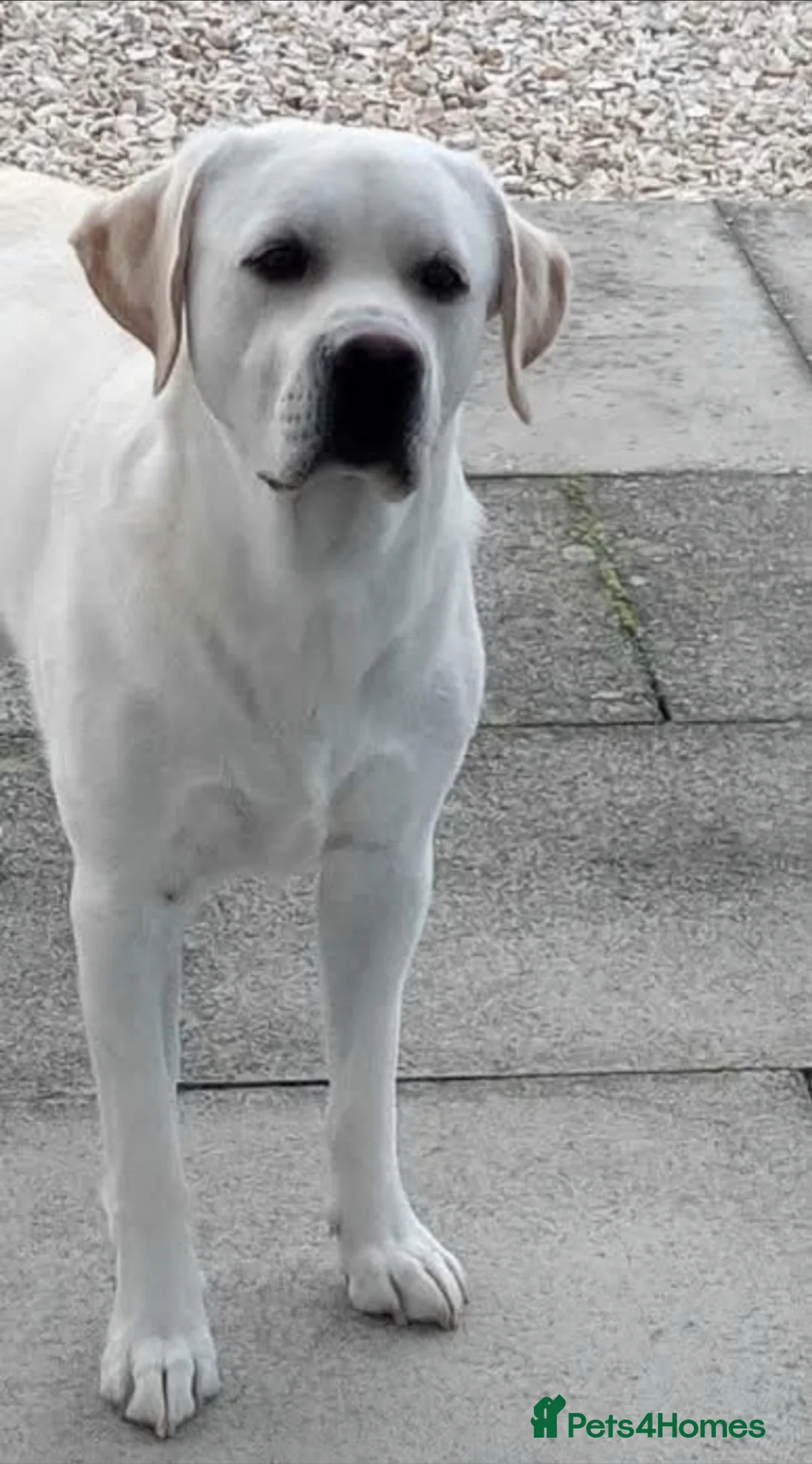 Labrador Retriever dogs for sale: Stunning golden labrador pups from strong lines   - Advert 6