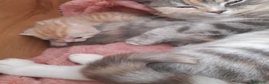 Domestic Shorthair Kitten 1