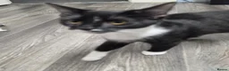 Mixed Breed cats for sale: 5 Month Old Tuxedo Kitten - Advert 2