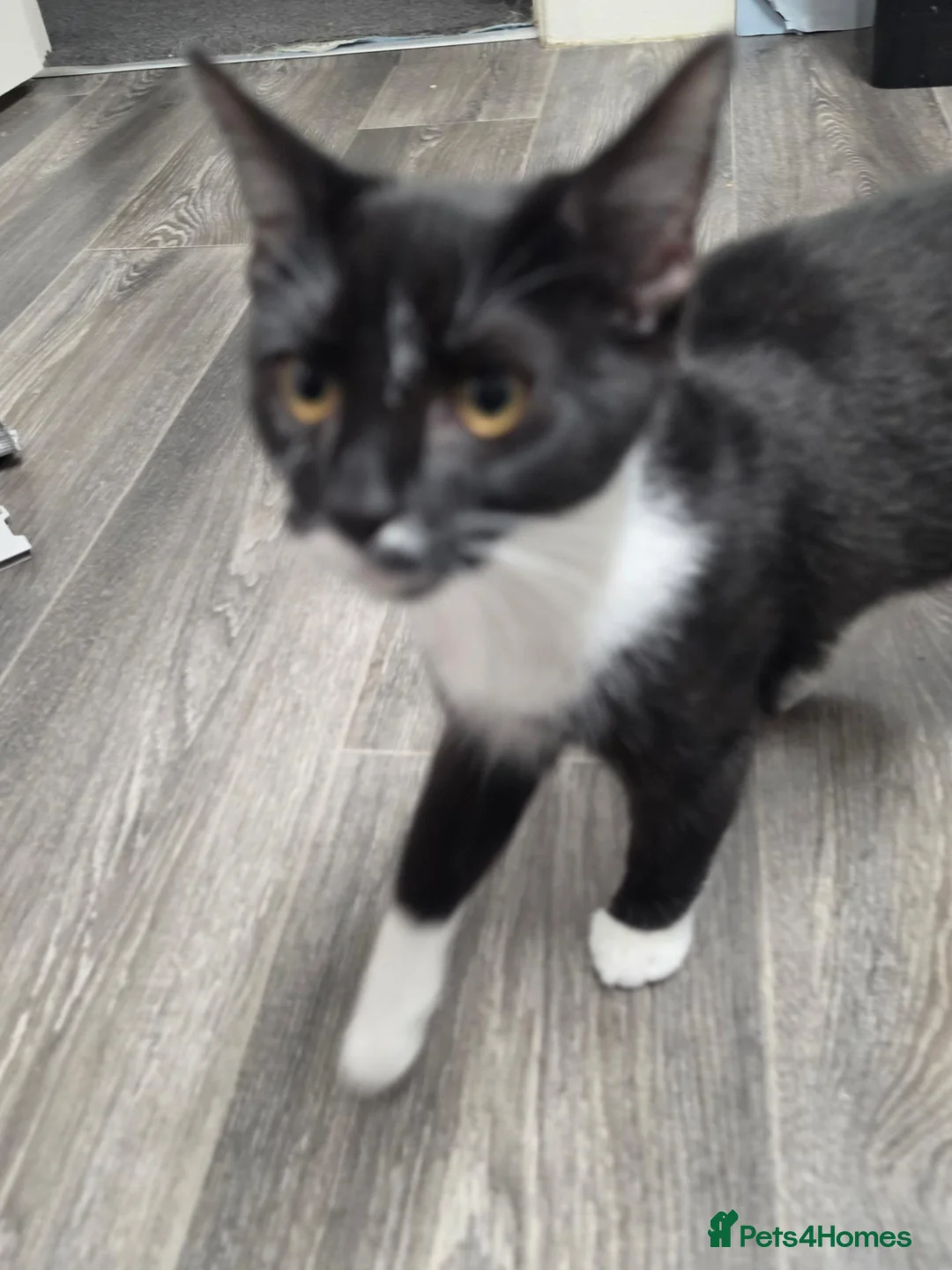 Mixed Breed cats for sale: 5 Month Old Tuxedo Kitten - Advert 2