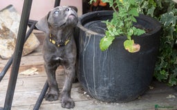 Cane Corso dogs for sale: Cane Corso Puppies Champion Romanian Pedigree 🐾 - Image 36