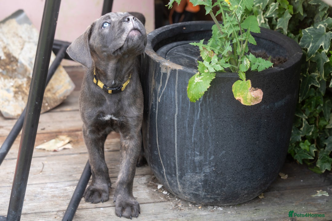 Cane Corso dogs for sale: Cane Corso Puppies Champion Romanian Pedigree 🐾 - Image 36
