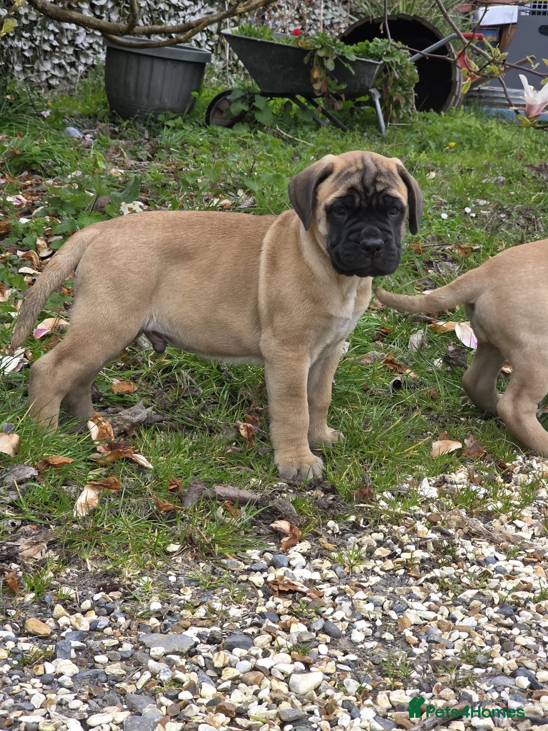 Bullmastiff dogs for sale: Beautiful litter of kc registered Bullmastiff pups - Advert 16
