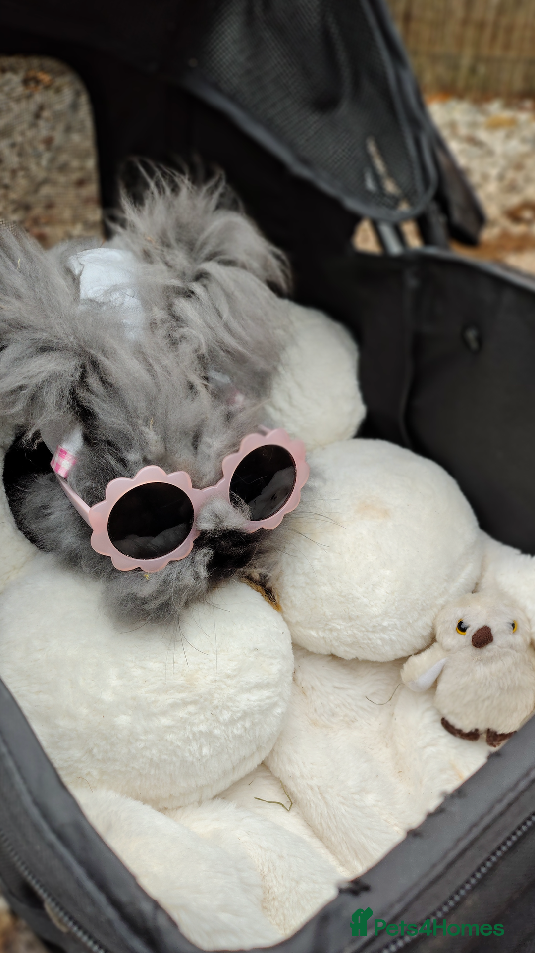 Angora rabbits for sale: ✻ Stunning Pure Bred Angora Rabbits ✻ - Advert 5