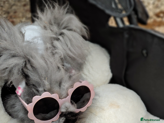 Angora rabbits - Advert 1