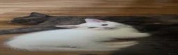 Mixed Breed cats for sale: 4 Beautiful Part Pedigree Kitten *Ready Now* - Advert 4