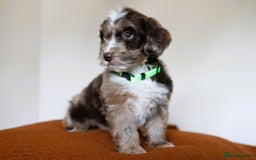 Cockapoo dogs for sale: F1 Merle cockapoos  - Image 9