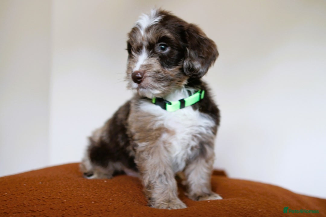 Cockapoo dogs for sale: F1 Merle cockapoos  - Image 9