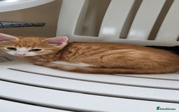 European cats for sale: Beautiful kittens looking good a home - Image 4