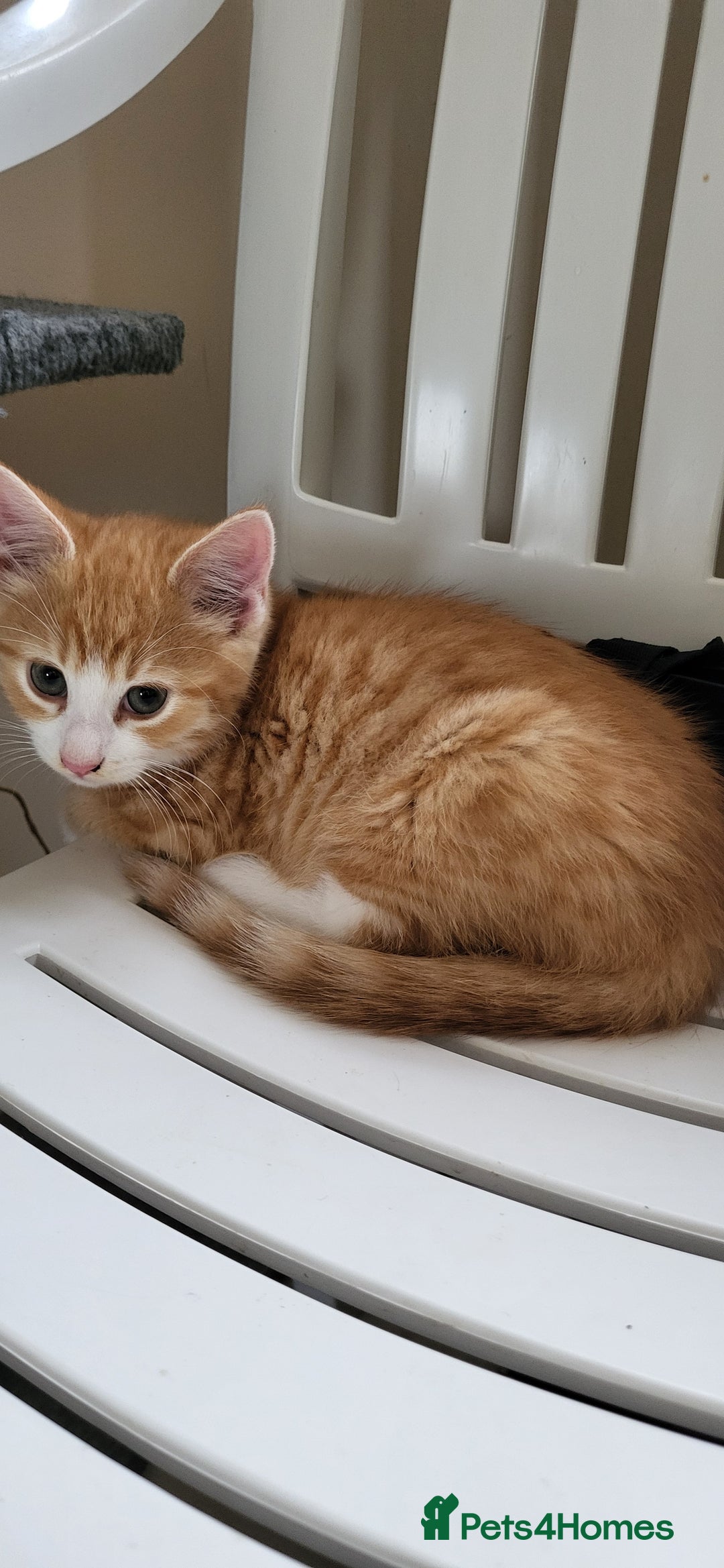 European cats for sale: Beautiful kittens looking good a home - Image 4