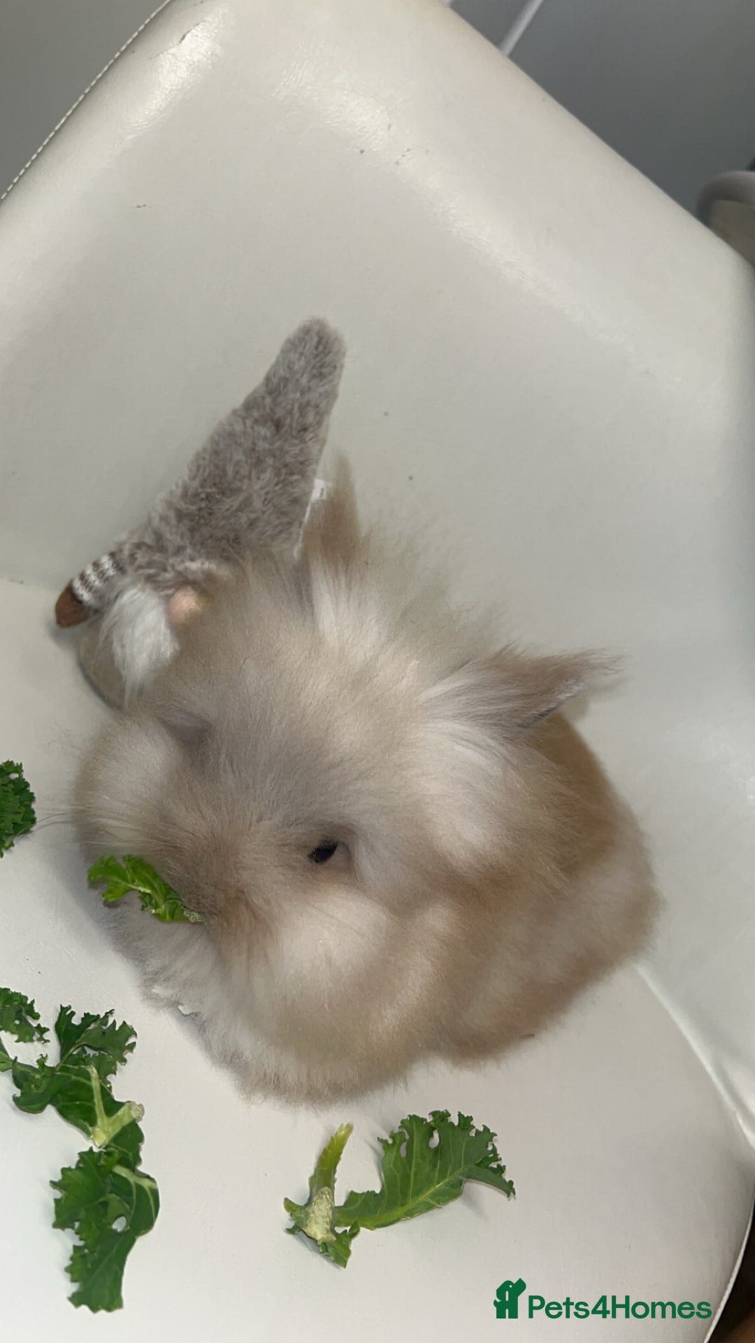 Lionhead rabbits for sale: Double maned lion heads  - Advert 4