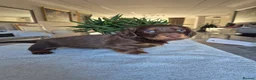 Miniature Dachshund dogs for sale: Beautiful Miniature Dachshund Puppies!💙💙♥️♥️♥️ - Advert 16