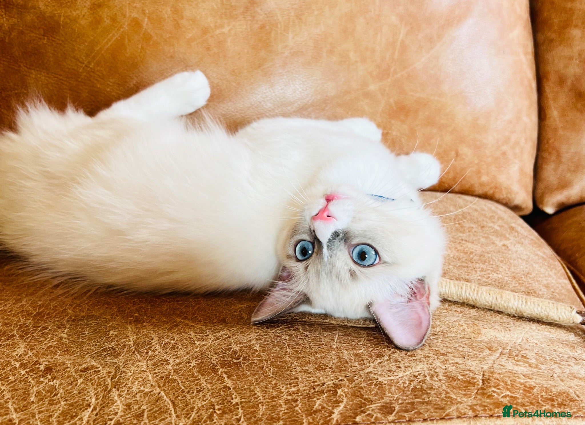 Ragdoll cats 🐈Pedigree Ragdoll Champion line 🏆 GCCF kitten - Advert 1