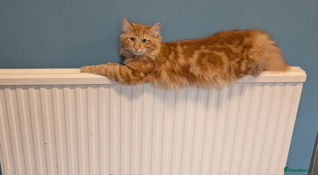 Maine Coon cats for sale: Maine coon kittens  - Advert 9