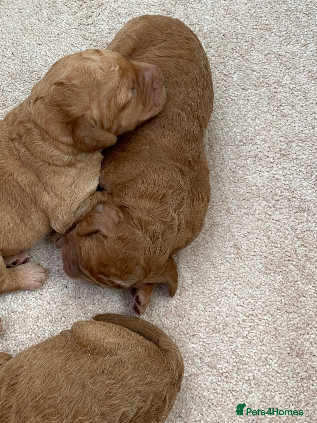 Labradoodle dogs for sale: F1 Red Miniature Labradoodles  - Advert 16