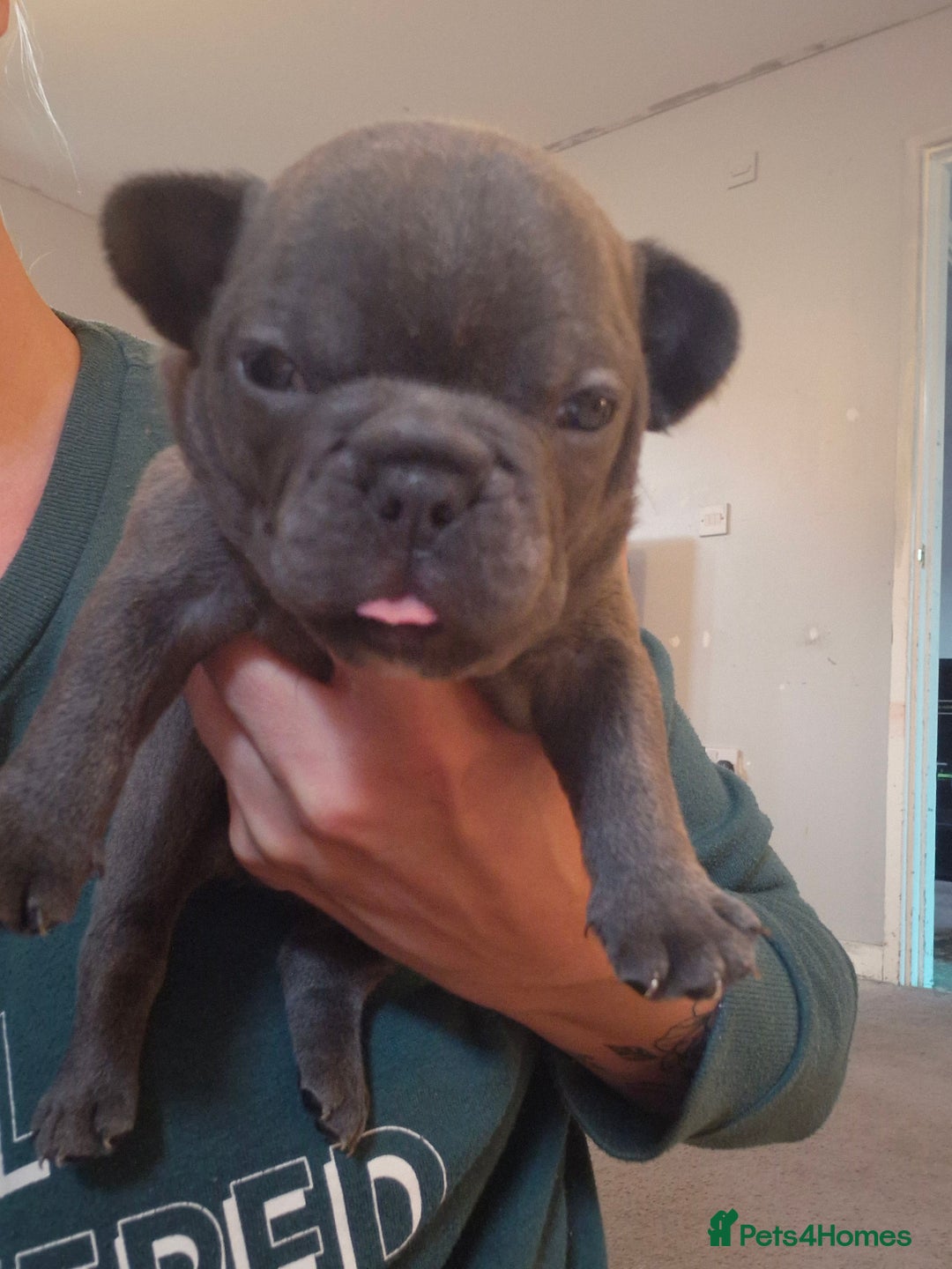 French Bulldog dogs for sale: Frenchie puppies looking for their forever home - Image 3