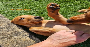 Labrador Retriever dogs in Wetherby - Advert 15