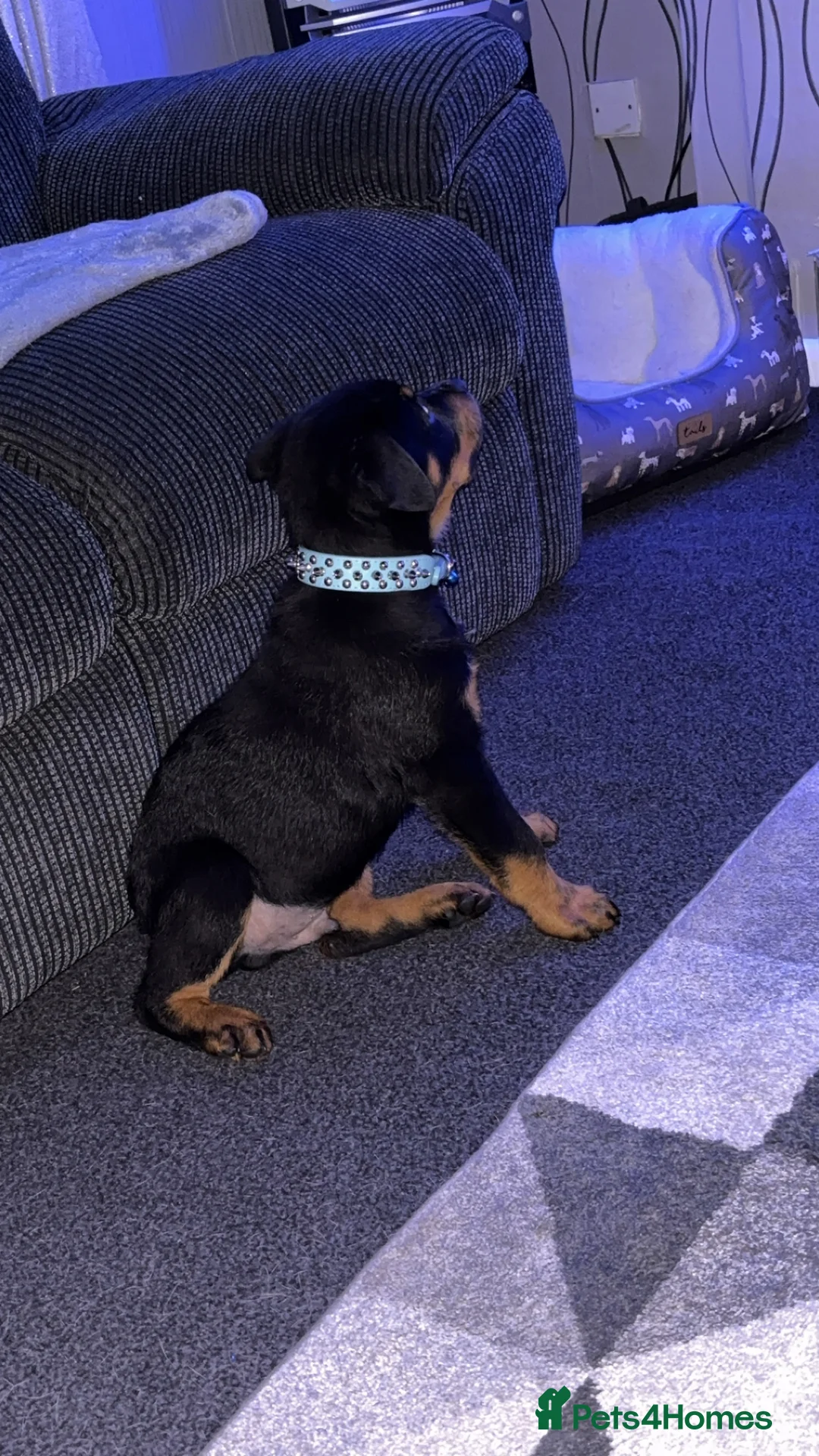 Rottweiler dogs for sale: Rottweiler puppy black and tanned  - Advert 5