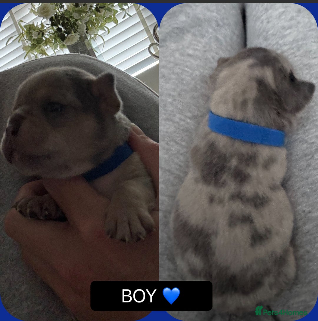 Mixed Breed dogs for sale: 5 beautiful frenchie x English bulldogs for sale  - Image 4
