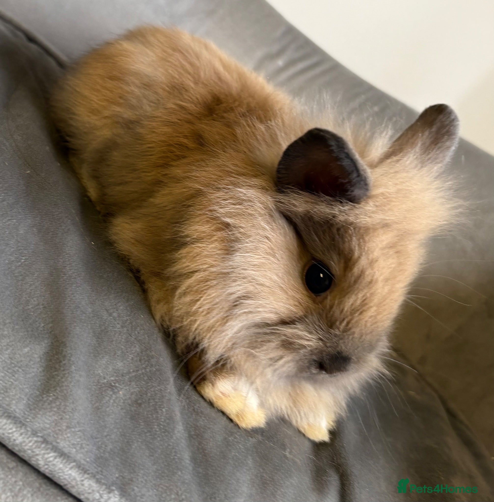 Lionhead rabbits Pure Bred Double Mane Lionhead babies   - Advert 2