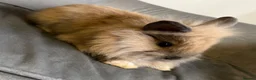 Lionhead rabbits for sale: Pure Bred Double Maned Lionhead babies   - Advert 2