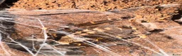 Tarantulas invertebrates for sale: Tarantula Collection For Sale in Stockton-on-Tees - Advert 7