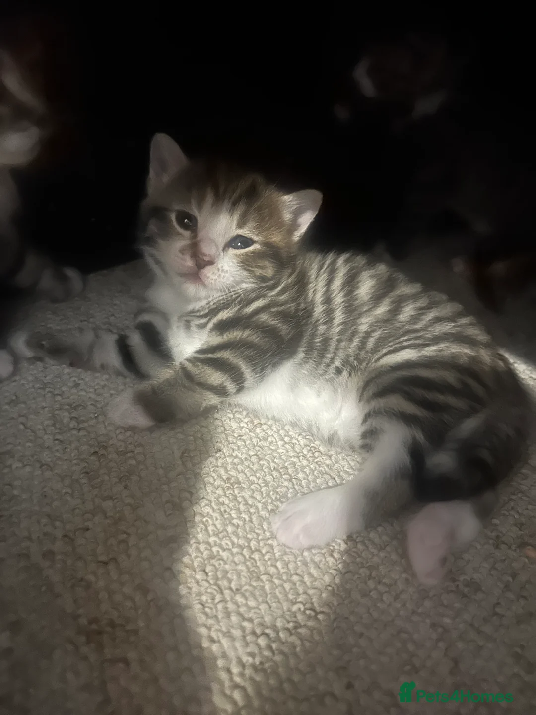 Mixed Breed cats for sale: 7 adorable kittens - Advert 13