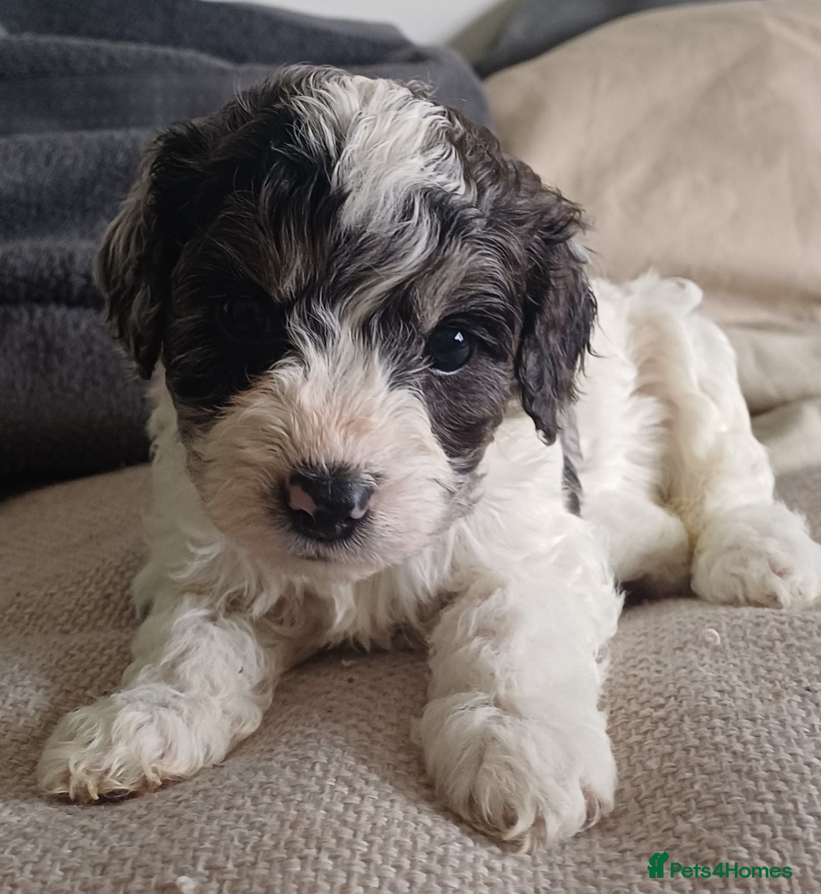 Cavapoo dogs Gorgeous cavapoo multicolours - Advert 1
