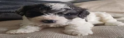 Cavapoo dogs for sale: Gorgeous cavapoo multicolours - Advert 1