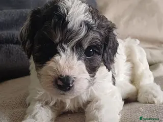 Cavapoo dogs Gorgeous cavapoo multicolours - Advert 1