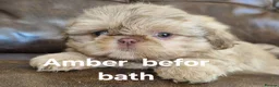 Shih Tzu dogs for sale: 5  imperial. Shih Tzu pups wanting forever homes  - Advert 15