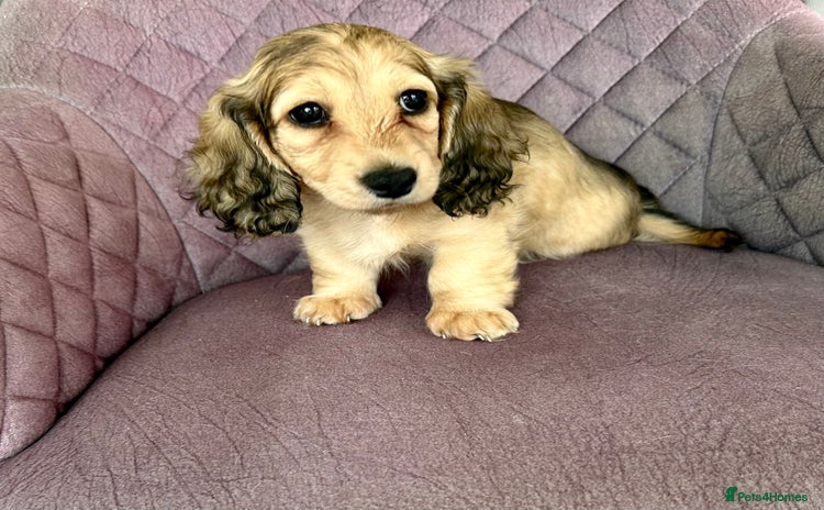 Miniature Dachshund dogs - Advert 15