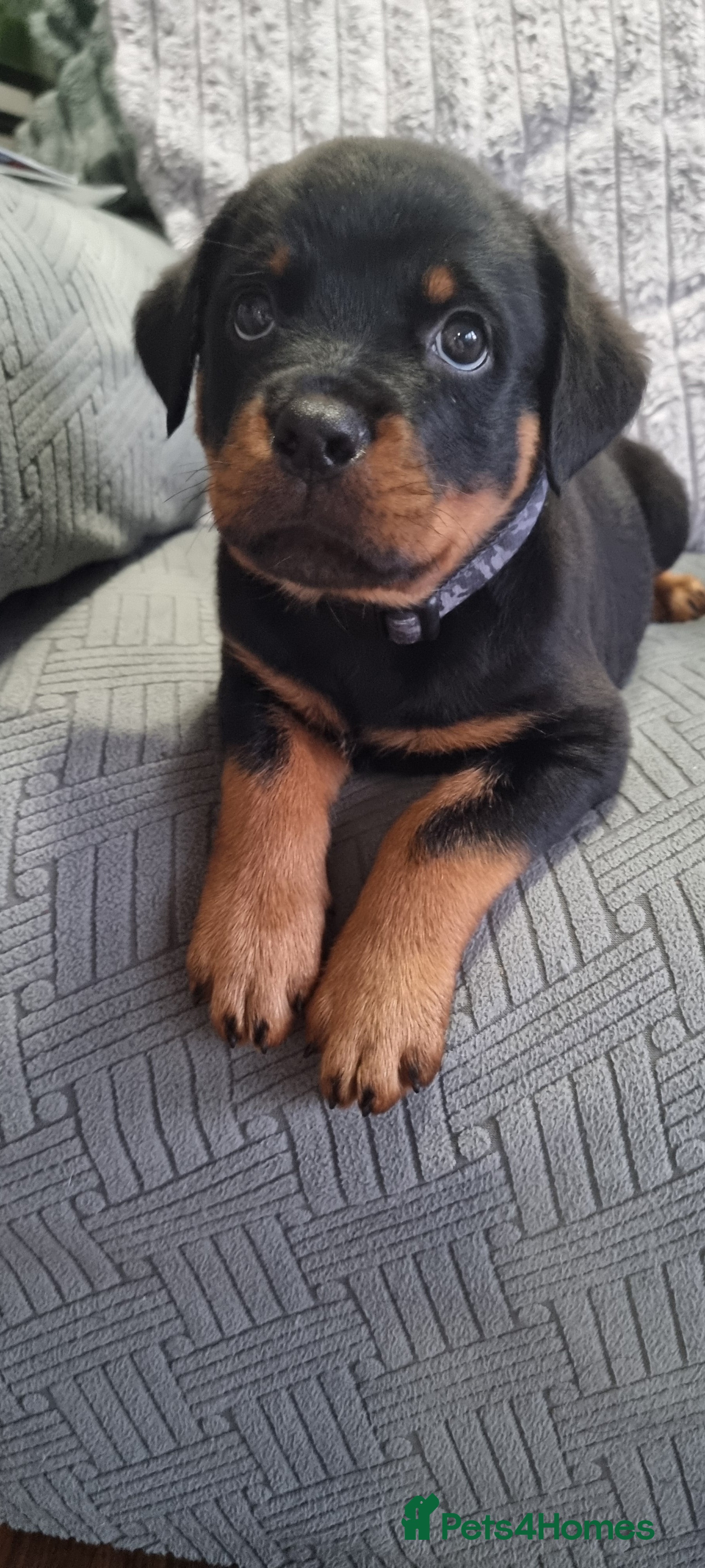 Rottweiler dogs 🐾 Beautiful Rottweiler Puppy - Advert 7