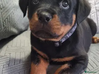 Rottweiler dogs 🐾 Beautiful Rottweiler Puppy - Advert 7