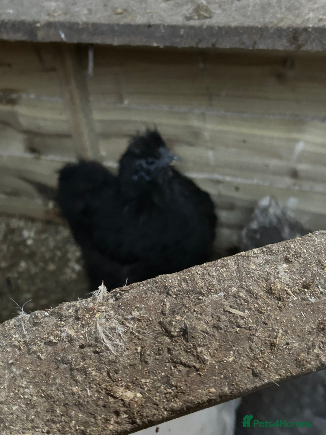 Hens poultry for sale: Two black silkie hens for sale  - Advert 2