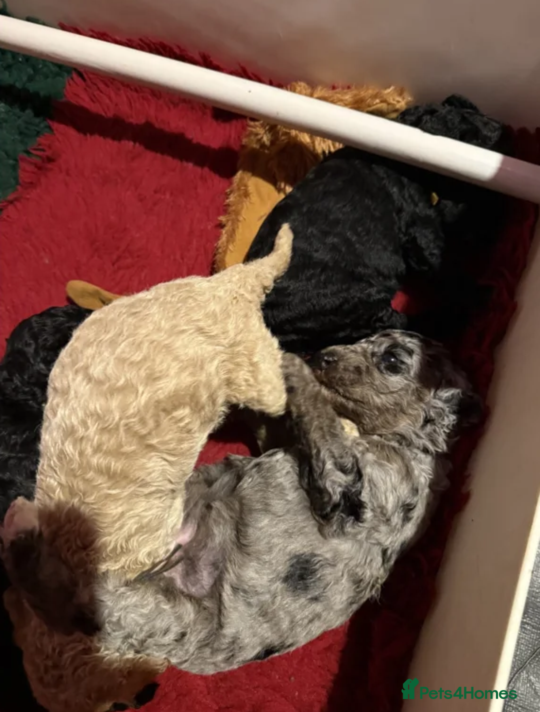 Australian Labradoodle dogs for sale: Fluffy Australian Labradoodle Pups-Ready for You - Advert 8