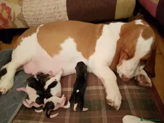 Basset Hound dogs Basset puppies - Advert 3