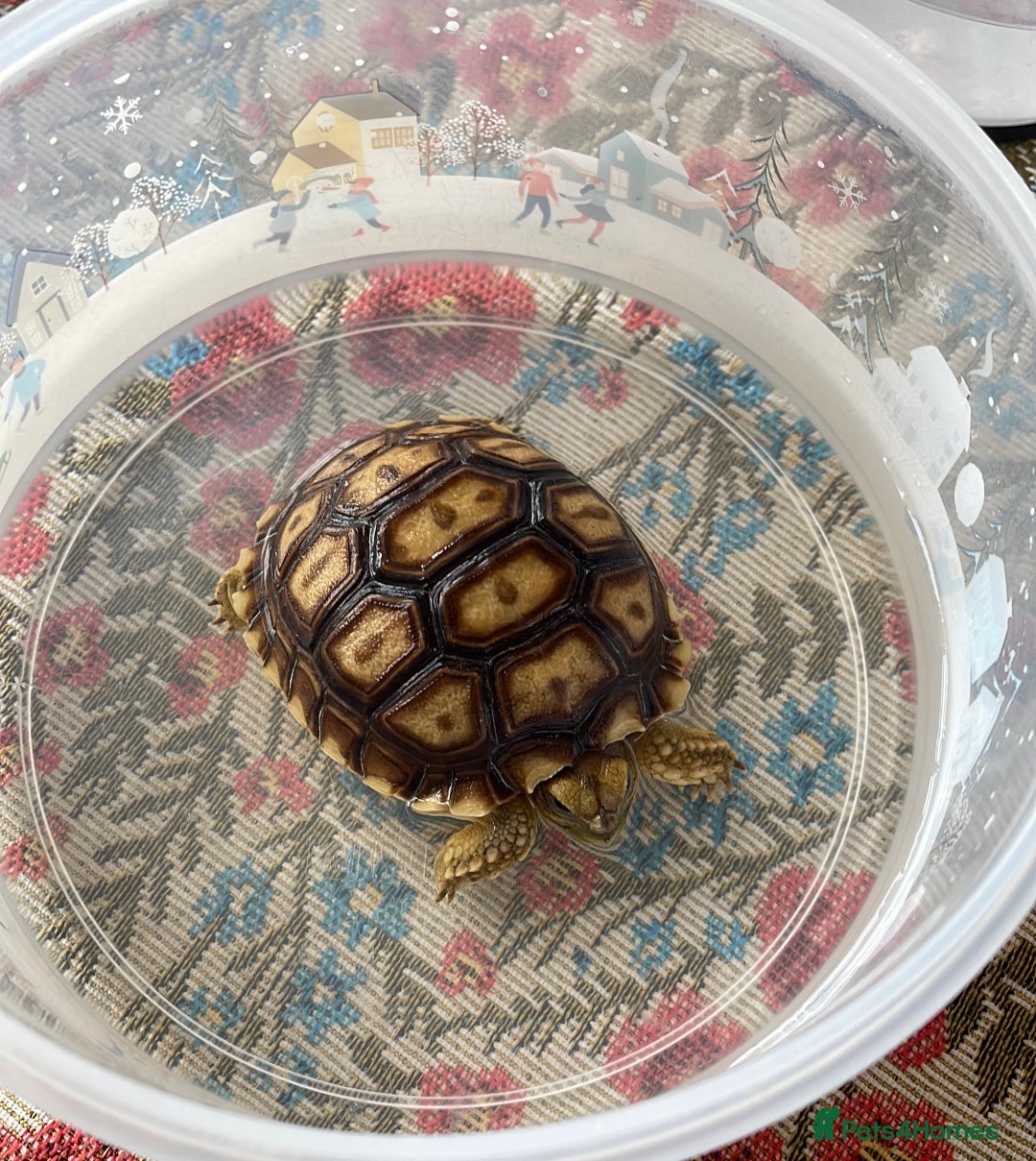 Tortoise reptiles for sale: baby sulcata tortoise  - Image 2