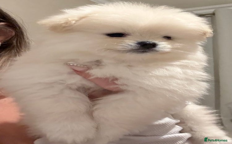 Pomeranian dogs - Advert 8