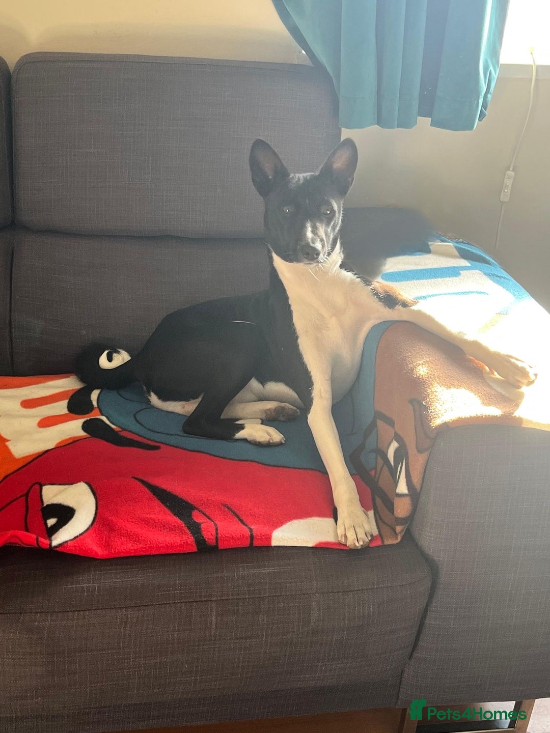 Basenji dogs for stud: 🌟 SEEKING A FEMALE BASENJI FOR A PLANNED MATCH!🌟 - Advert 1